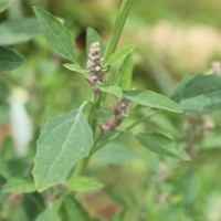 <i>Chenopodiastrum murale</i>  (L.) S.Fuentes, Uotila & Borsch